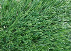 Искусственная трава Premium Natural 50 мм